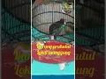 Download Lagu burung prukutut lokal manggung, suara keras, @hobipilihan #burunggacor #burung