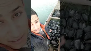 صيد دجاج الماء في اهوار الجبايش 2019 