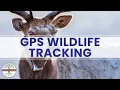 GPS WILDLIFE TRACKING - Earth Science Education