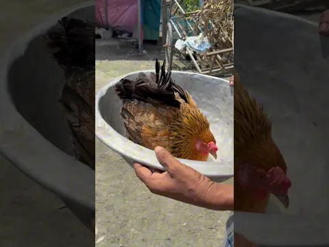 Farm Life Update: 8 Baby Chicks Are Finally Here!