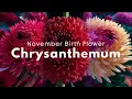 November Birth Flower The Chrysanthemum - Its Meaning Colors and Symbolism Through Cultures