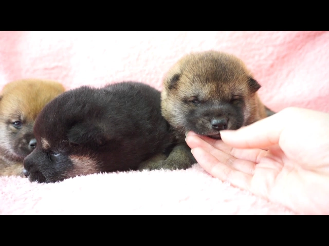 動画