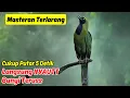 Download Lagu Burung Murai Muda Cepat Meledak dengan Batu Murai Masteran