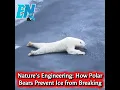 Lagu The Science Behind a Polar Bear’s Crawl