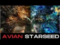Are You An Avian Starseed 15 Traits Mission Appearance