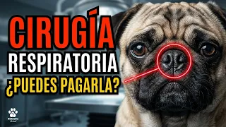 ¿Vas a comprar uno? Esta raza es una bomba de tiempo financiera