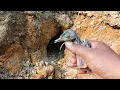 Lagu Udah lama banget gak pernah nemu sarang burung ini! Sarang tengkek udang