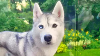 🔴 Come Hang Out with my Husky! (LIVE)