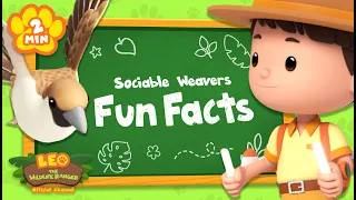 How many friends does this bird live with?! | Animal Facts | Leo the Wildlife Ranger