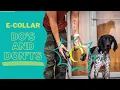 Thinking Of Getting An E-Collar There Are A Few Things To Know WATCH THIS