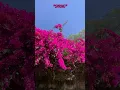 Download Lagu #spring #bougainvillea