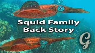 You re Watching Squid Talk But Have No Idea What They re Saying