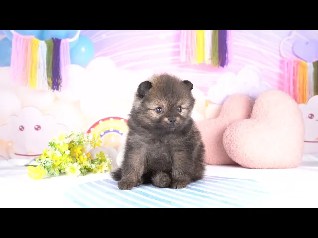 動画