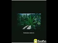 Download Lagu Story ganja