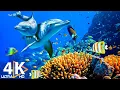 Download Lagu DE DIEPE OCEAAN | 4K TV ULTRA HD / Volledige documentaire - Prachtige koraalrifvisvideo