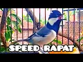 Download Lagu Gelatik batu gacor speed rapat. Great tit. Singing birds. Parus Major. #15