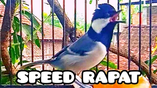 Download Gelatik batu gacor speed rapat. Great tit. Singing birds. Parus Major. #15 MP3