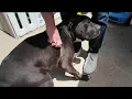 Dog attack drones and a rocket launch NJ community fed up with nightmare neighbor NBC New York