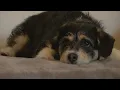 UNM dorms to become pet-friendly