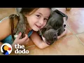 Download Lagu Watch This Little Girl Grow Up With Her Pittie | The Dodo