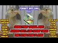 Download Lagu suara pikat prenjak starter nyecret terbaru ampuh pikat segala burung kecil liar anti zonk  a07
