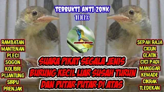 suara pikat prenjak starter nyecret terbaru ampuh pikat segala burung kecil liar anti zonk a07