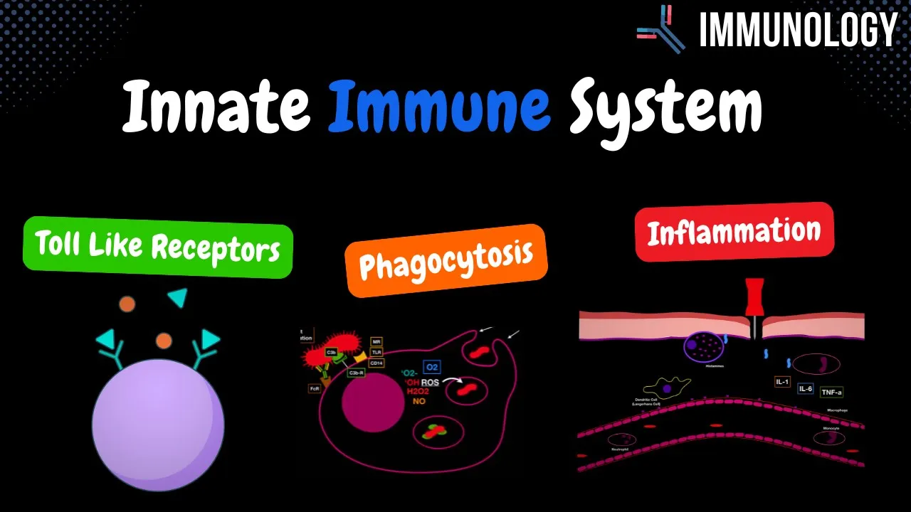 Innate Immune System (Toll Like Receptors, Phagocytosis & inflammation ) - Immunology