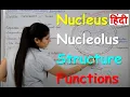 Nucleus Structure Functions in Hindi Nucleolus Nuclear Membrane Nucleoplasm