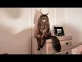 Download Lagu Als je kat vergeet dat het een kat is 😂