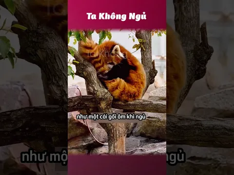 Công dụng của mấy cái đuôi🐿️ #takhongngu