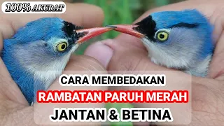 Download TIPS AKURAT MEMBEDAKAN RAMBATAN PARUH MERAH JANTAN \u0026 BETINA 🐦 MP3