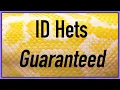 Identify Hets in Ball Pythons - Lavender Albino Ultramel and more