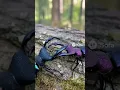 Download Lagu Black Opal stag beetle vs Amethyst stag beetle. #shorts #sora2