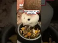 Download Lagu Mijn oude kale hamster hangt aan een zijden draadje 🤣 (🎥: TT/ angelinasanhz)