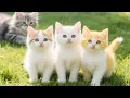 Download Lagu Schattige kittens worden baby-egeltjes, energieke kalfjes, charmante eendjes en mini-konijntjes