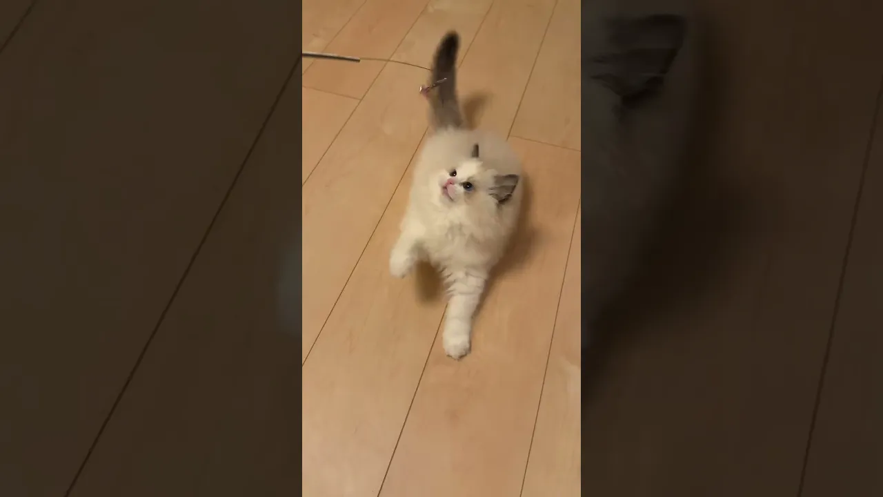 動画
