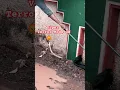 Download Lagu അണലി എങ്ങനെ ഭീകരനായി🐍| Russell's viper attacking in defence #urbansnakelife #sarpa #snakerescue