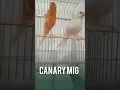 Download Lagu Different from each other 💜♥️ #birds #canary #kenari #bird #lovebirds #lovebird #canarias #canario
