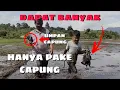 Download Lagu Cara Cepat Menangkap Burung Mandar Atau Sirara Baringbing - COBA PAKE INI ‼️