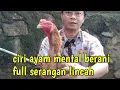 Download Lagu Ciri Ciri Ayam Mental Berani Full Serangan Lincah #ayamplucker #ayampakoy