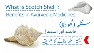 Download What Is Sankh (Scotch Shell) Benefits | Kushta Banane Ka Tarika MP3