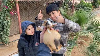 جهزنا بيت   الوبر للولاده   دندنها