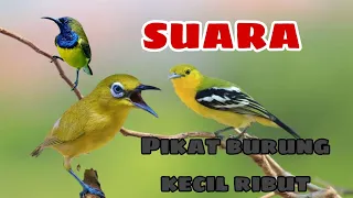 suara panggilan segala jenis burung terbaru 2023 di jamin ampuh