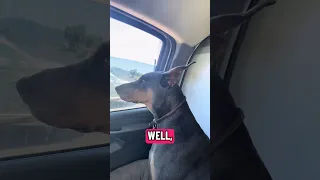 #fyp #dream #doberman #pets #youtube