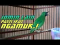 Download Lagu Cucak Ijo Mini Gacor dor ngerol panjang ini Ampuh bikin ijo mini lain emosi