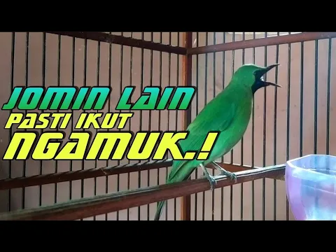 Cucak Ijo Mini Gacor dor ngerol panjang ini Ampuh bikin ijo mini lain emosi
