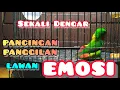 Download Lagu TERBAIK, PANGGILAN SERINDIT GACOR INI BIKIN EMOSI LAWAN NAIK DARAH.