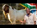 Download Lagu Inside a SUCCESSFUL Goat Farm in South Africa. The Business of Boer Goats
