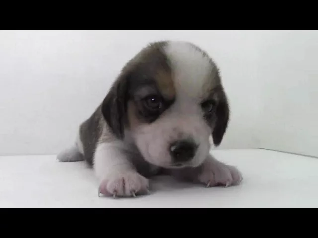 動画