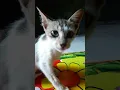 Lagu Kucing Bersin Terus Kenapa Yah? #shorts